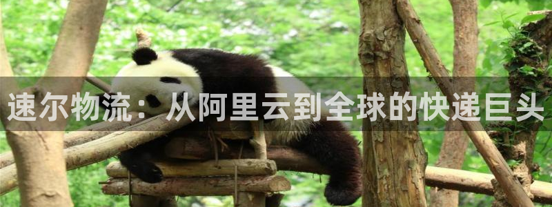 南宫旺财28官网：速尔物流：从阿里云