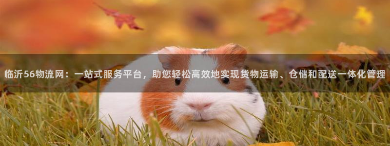 旺财28官网开奖结果预测：临沂56物